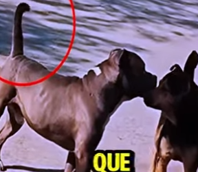 D2512009 Perro Callejero Reta Un Pitbull Termina Mal! (Part 2)