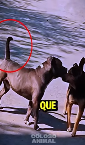 D2512009 Perro Callejero Reta Un Pitbull Termina Mal! (Part 2)