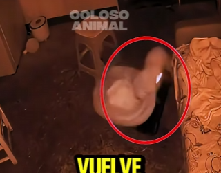 D2512008 Perrito Convulsiona En Plena Noche Nadie Lo Nota (Part 2)