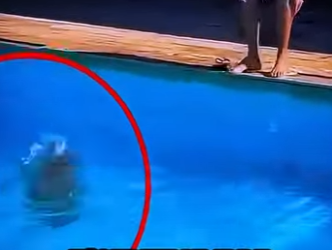 D2512011 Por Dudar, Casi Pierde Su Pitbull Para Siempre! (Part 2)