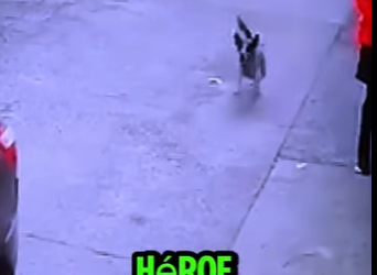 D2512013 Perro Héroe Ahuyenta Sospechosos (Part 2)
