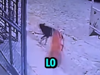 D2512010 Perro Se Lanza Defender Su Amigo Gato! (Part 2)