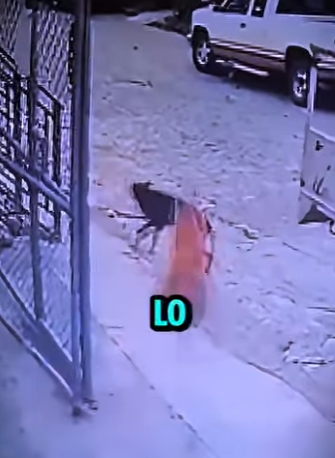 D2512010 Perro Se Lanza Defender Su Amigo Gato! (Part 2)