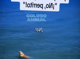 D2512012 Perro Se Lanza Contra Un Tiburón Se Arrepiente (Part 2)