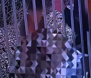 D2512002 De Un Perro Trepando Como Gato! (Part 2)