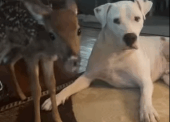 R3412012 Rescate de ciervos (Parte 2)