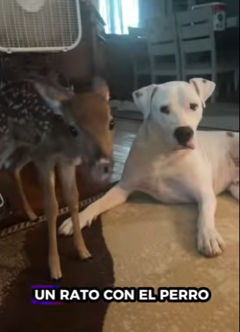 R3412012 Rescate de ciervos (Parte 2)