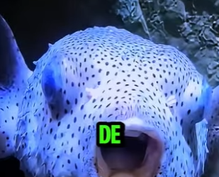 D2512004 El Pez Dentista Que Hasta Los Tiburones Buscan! (Part 2)