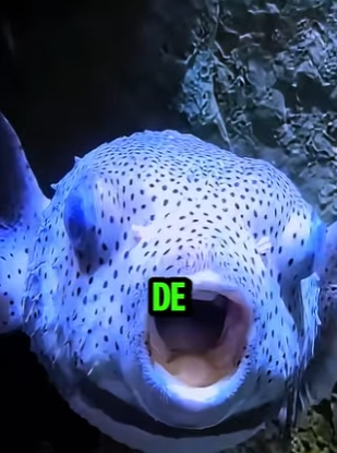 D2512004 El Pez Dentista Que Hasta Los Tiburones Buscan! (Part 2)