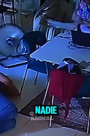 D2512006 Dragón De Komodo Entra Casa Nadie Lo Nota! (Part 2)