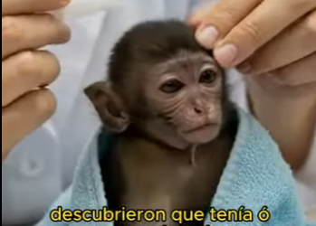 A2612001 little monkey is being abused by its mother (Parte 2)