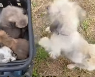 A2612005 mother dog will do anything her children (Parte 2)