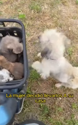 A2612005 mother dog will do anything her children (Parte 2)