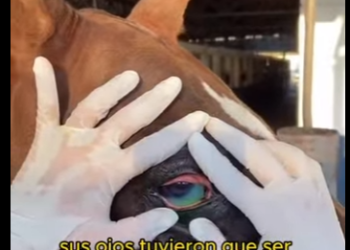 A2612004 girl becomes horse eyes,lighting up its path ahead (Parte 2)