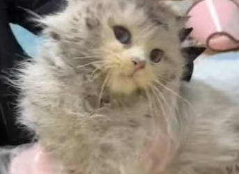 A2612007 beautiful little stray cat (Parte 2)