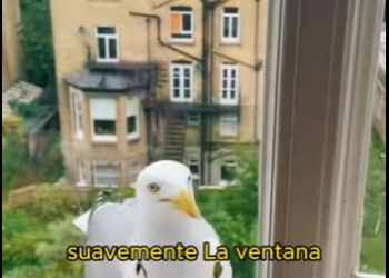 A2612003 Rescued seagull entangled in fishing line (Parte 2)