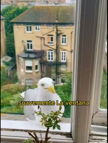 A2612003 Rescued seagull entangled in fishing line (Parte 2)