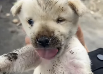 A2612006 Mother dog bites puppy while protecting food (Parte 2)