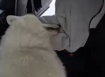 E2412009 wolf stole my bag for (Part 2)