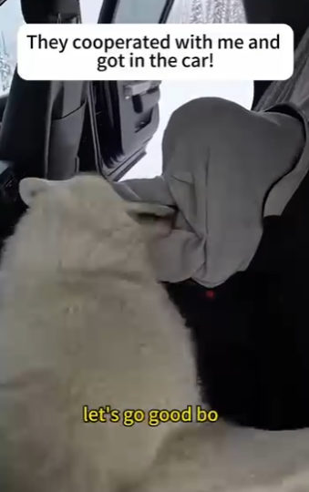 E2412009 wolf stole my bag for (Part 2)