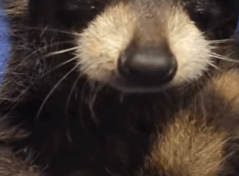 R3412011 Rescatar mapaches (Parte 2)