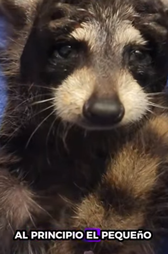 R3412011 Rescatar mapaches (Parte 2)