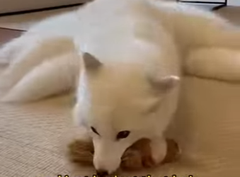 E2412007 saved fox (Part 2)