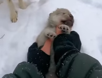 E2412002 wolf hopped onto my car! (Part 2)