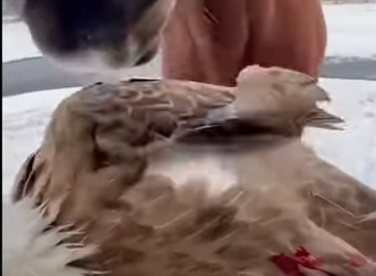 E2412006 He saved an eagle (Part 2)