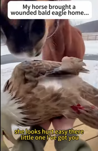 E2412006 He saved an eagle (Part 2)