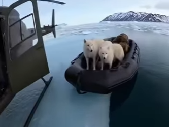 E2412004 wolf was being chased by shark in water! (Part 2)