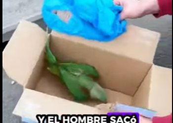 R2512013 Loros de rescate (Parte 2)