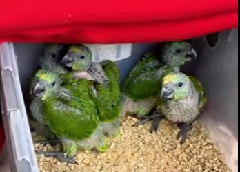 R2512011 Loros de rescate (Parte 2)