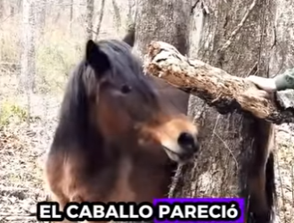 R2512008 Caballo de rescate (Parte 2)