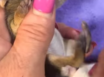 R3412004 Conejo rescatado (Parte 2)