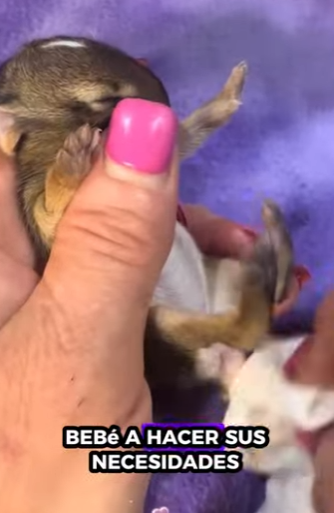 R3412004 Conejo rescatado (Parte 2)