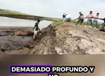 R2512012 Caballo de rescate (Parte 2)