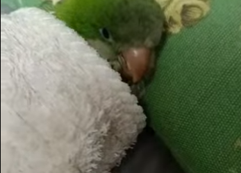 R2512006 Loros de rescate (Parte 2)