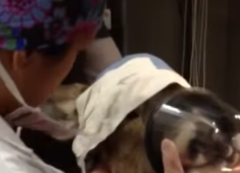 R2512004 Rescate de ciervos (Parte 2)