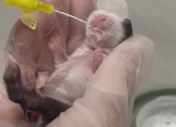 R2512003 Conejo rescatado (Parte 2)