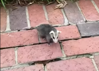 R2512001 Rescatar la zarigüeya (Parte 2)