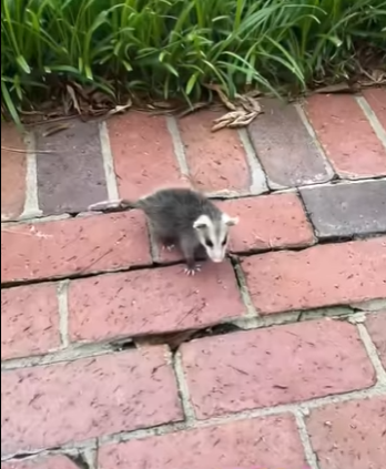 R2512001 Rescatar la zarigüeya (Parte 2)