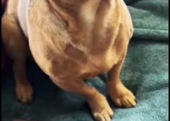 R2512007 el hombre halló un huevo azul gigante lo llevó casa para incubarl (Parte 2)