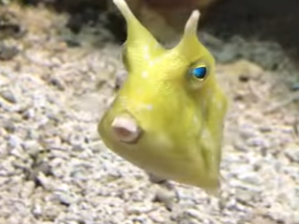 R2512005 Rescate del pez cofre cornudo (Parte 2)