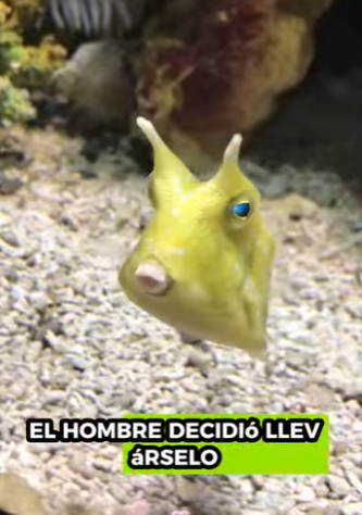 R2512005 Rescate del pez cofre cornudo (Parte 2)