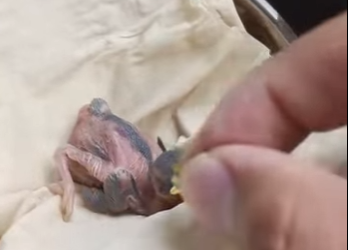 R3412008 Gorriones de rescate (Parte 2)