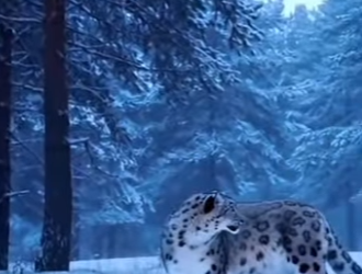 P2712014 snow leopard begs at my door her newborn cub, leading me to her baby (Part 2)