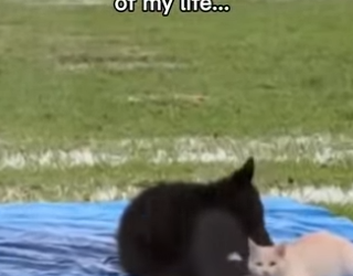 P2712005 bear cub stray cat (Part 2)