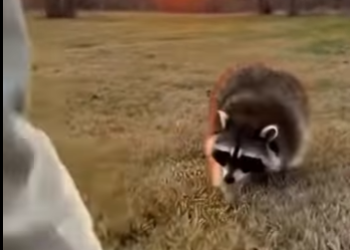 P2712001 didn know needed to see (Part 2)