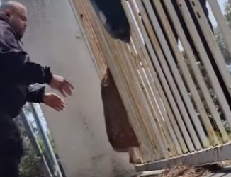 R3412002 Rescate de ciervos (Parte 2)